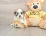 9 week old Teddy Bear Puppy For Sale - Simply Southern Pups