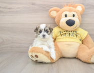5 week old Teddy Bear Puppy For Sale - Simply Southern Pups
