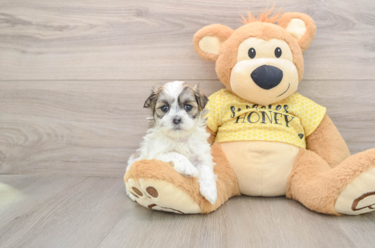 Hypoallergenic Shichon Designer Puppy