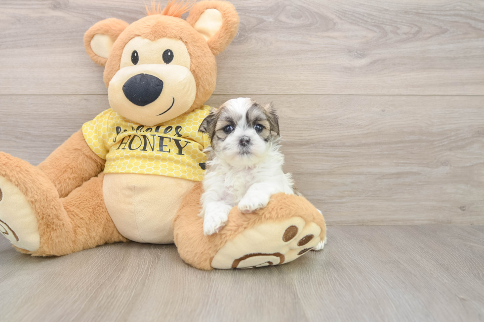 Teddy Bear Pup Being Cute