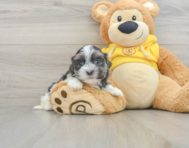 7 week old Teddy Bear Puppy For Sale - Simply Southern Pups