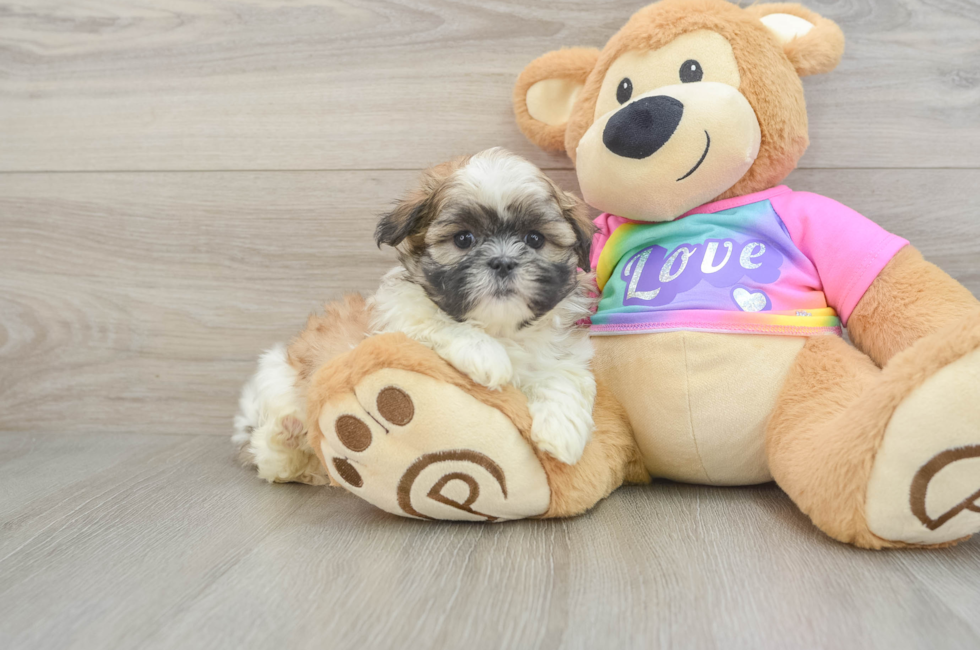 6 week old Teddy Bear Puppy For Sale - Simply Southern Pups