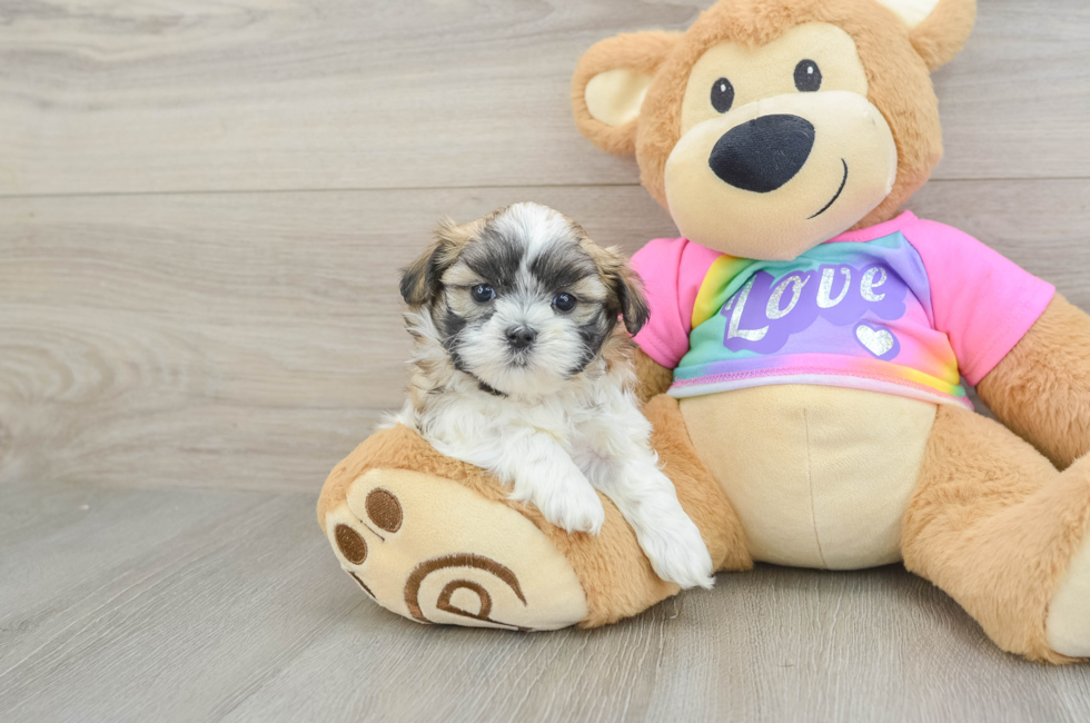 5 week old Teddy Bear Puppy For Sale - Simply Southern Pups