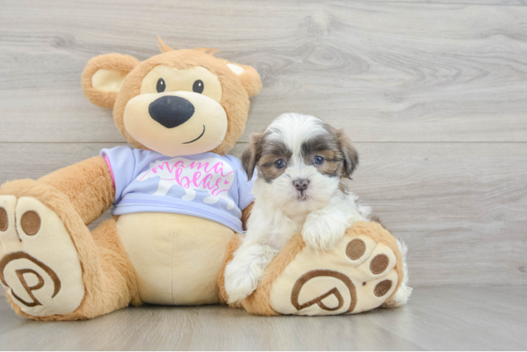 Adorable Shichon Designer Puppy