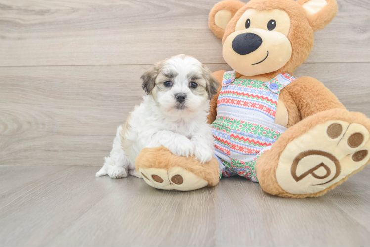 Teddy Bear Puppy for Adoption