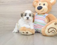 5 week old Teddy Bear Puppy For Sale - Simply Southern Pups