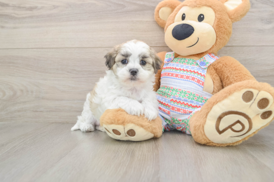 Teddy Bear Puppy for Adoption
