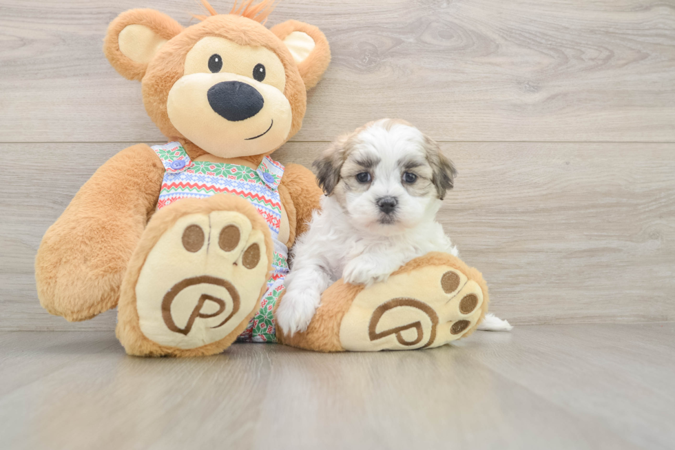 Best Teddy Bear Baby