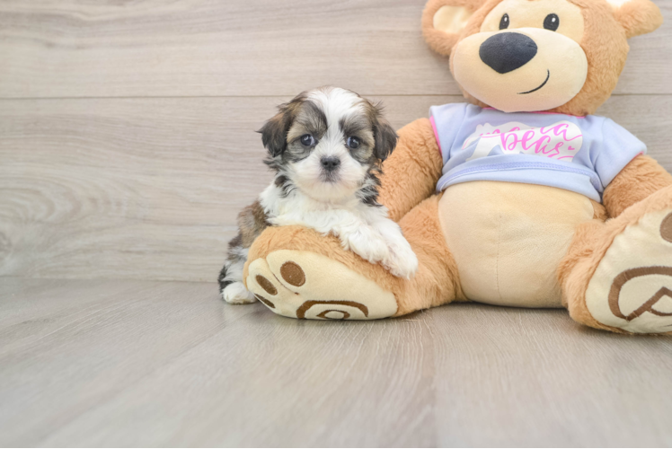 Best Teddy Bear Baby