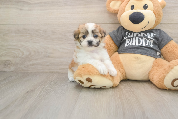Friendly Teddy Bear Baby