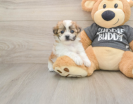 7 week old Teddy Bear Puppy For Sale - Simply Southern Pups
