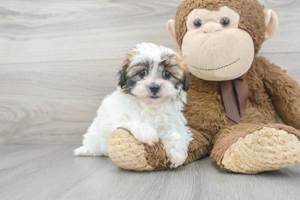 Cute Teddy Bear Baby