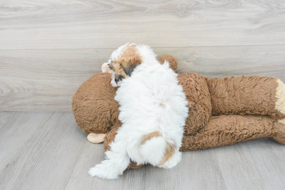 Friendly Teddy Bear Baby
