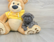 7 week old Teddy Bear Puppy For Sale - Simply Southern Pups