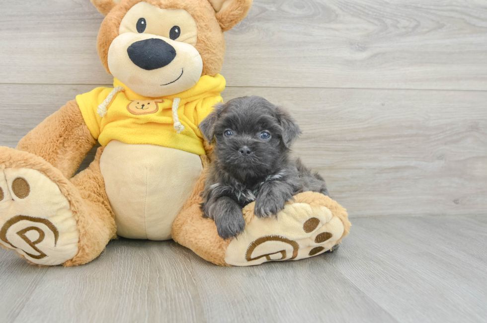 5 week old Teddy Bear Puppy For Sale - Simply Southern Pups