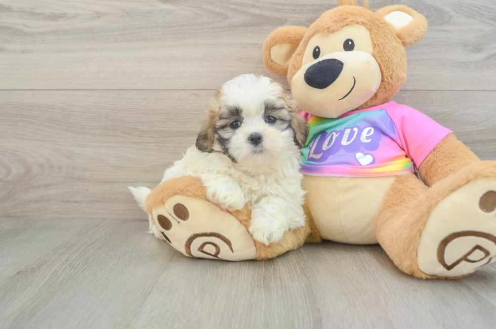 6 week old Teddy Bear Puppy For Sale - Simply Southern Pups