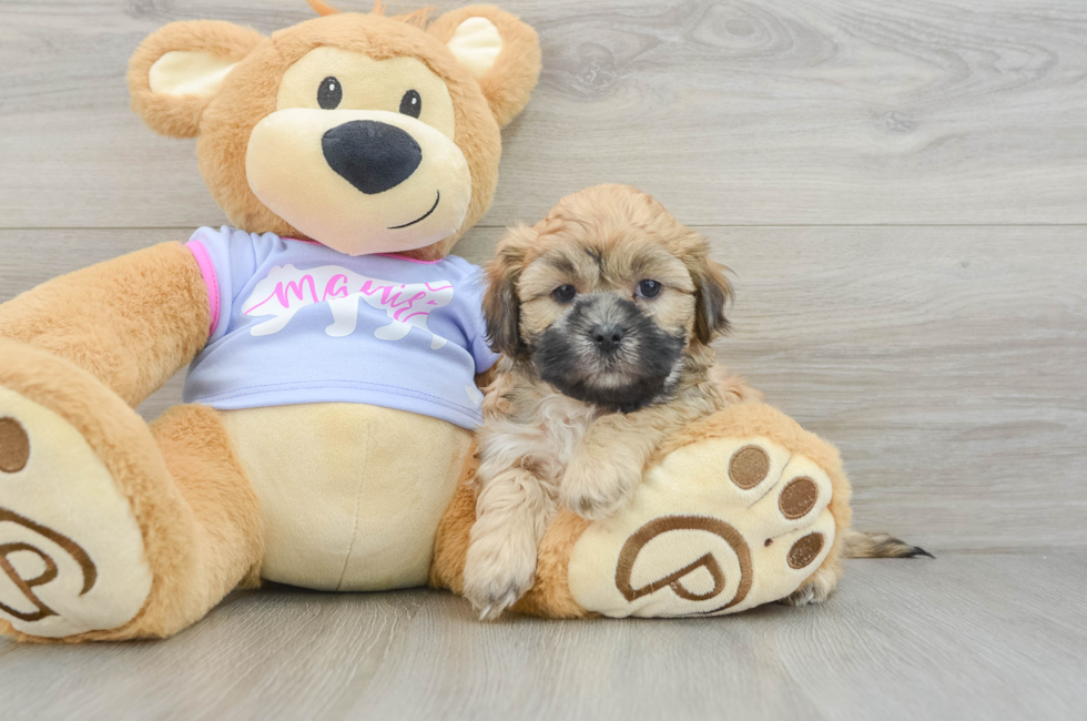 6 week old Teddy Bear Puppy For Sale - Simply Southern Pups