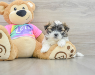 5 week old Teddy Bear Puppy For Sale - Simply Southern Pups