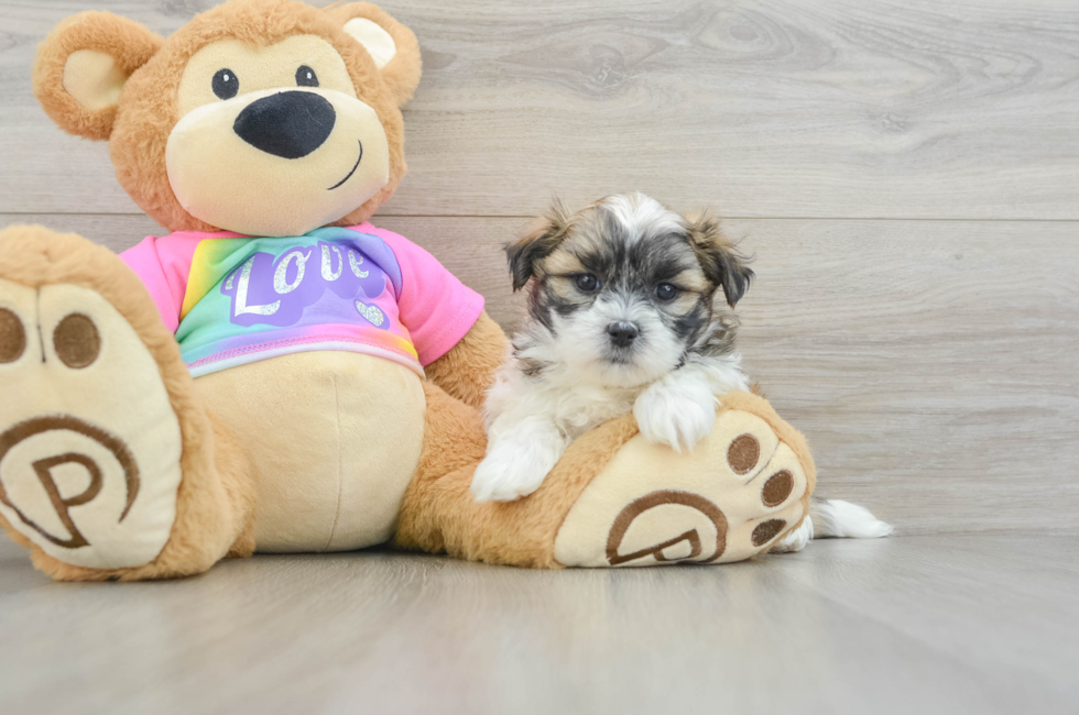 5 week old Teddy Bear Puppy For Sale - Simply Southern Pups