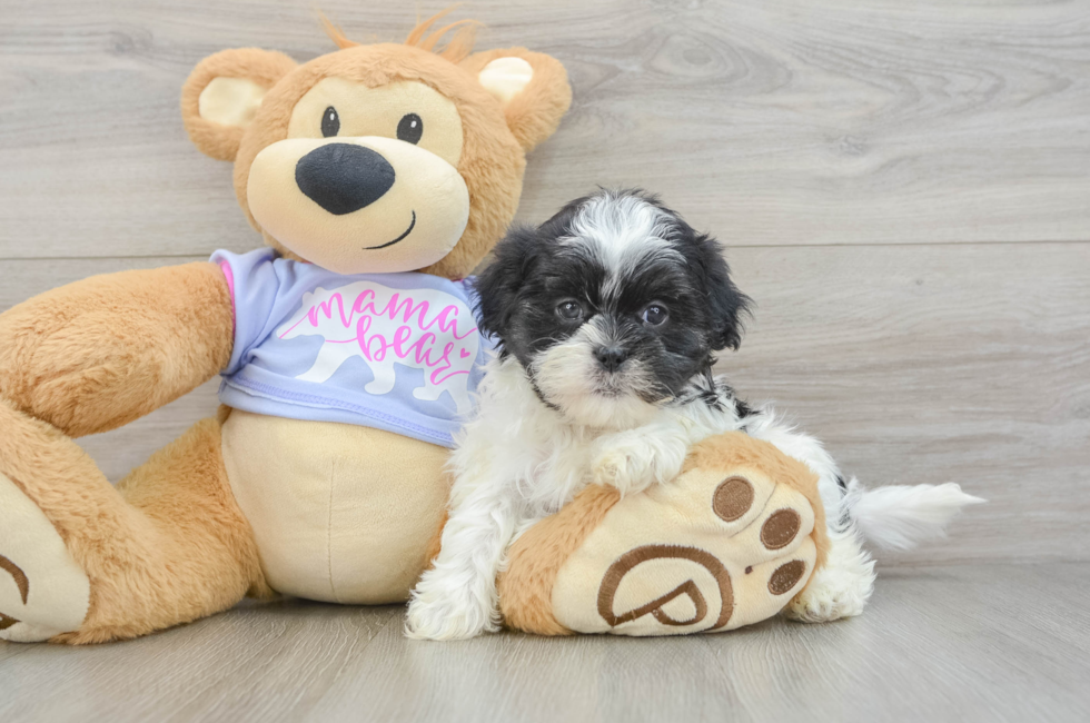 6 week old Teddy Bear Puppy For Sale - Simply Southern Pups