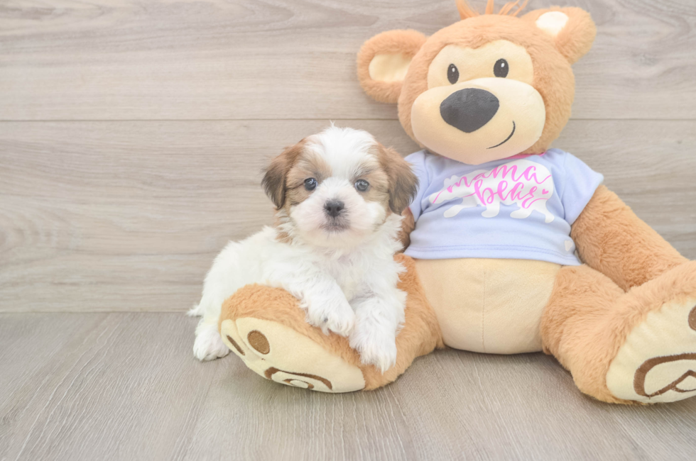 5 week old Teddy Bear Puppy For Sale - Simply Southern Pups