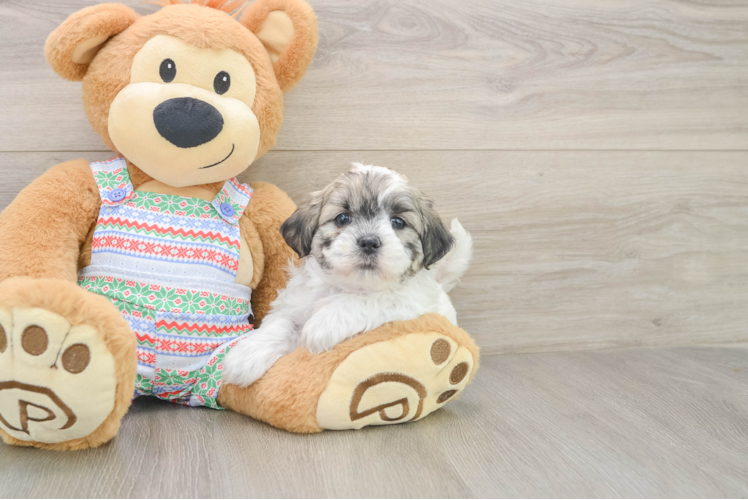 Smart Teddy Bear Designer Pup