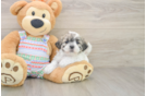 Smart Teddy Bear Designer Pup