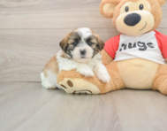 5 week old Teddy Bear Puppy For Sale - Simply Southern Pups
