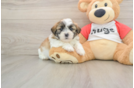 Teddy Bear Pup Being Cute