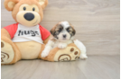 Smart Teddy Bear Designer Pup