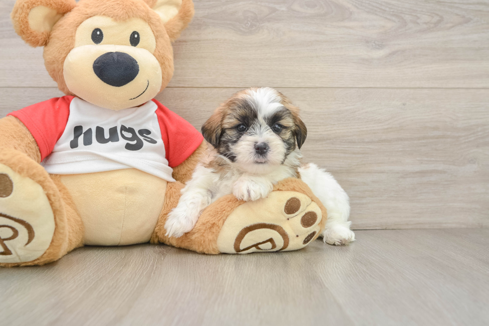 Smart Teddy Bear Designer Pup