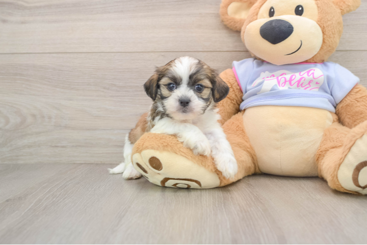 Small Teddy Bear Baby