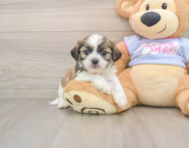 5 week old Teddy Bear Puppy For Sale - Simply Southern Pups