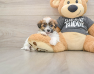 7 week old Teddy Bear Puppy For Sale - Simply Southern Pups