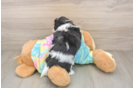 Little Shitzu Designer Puppy