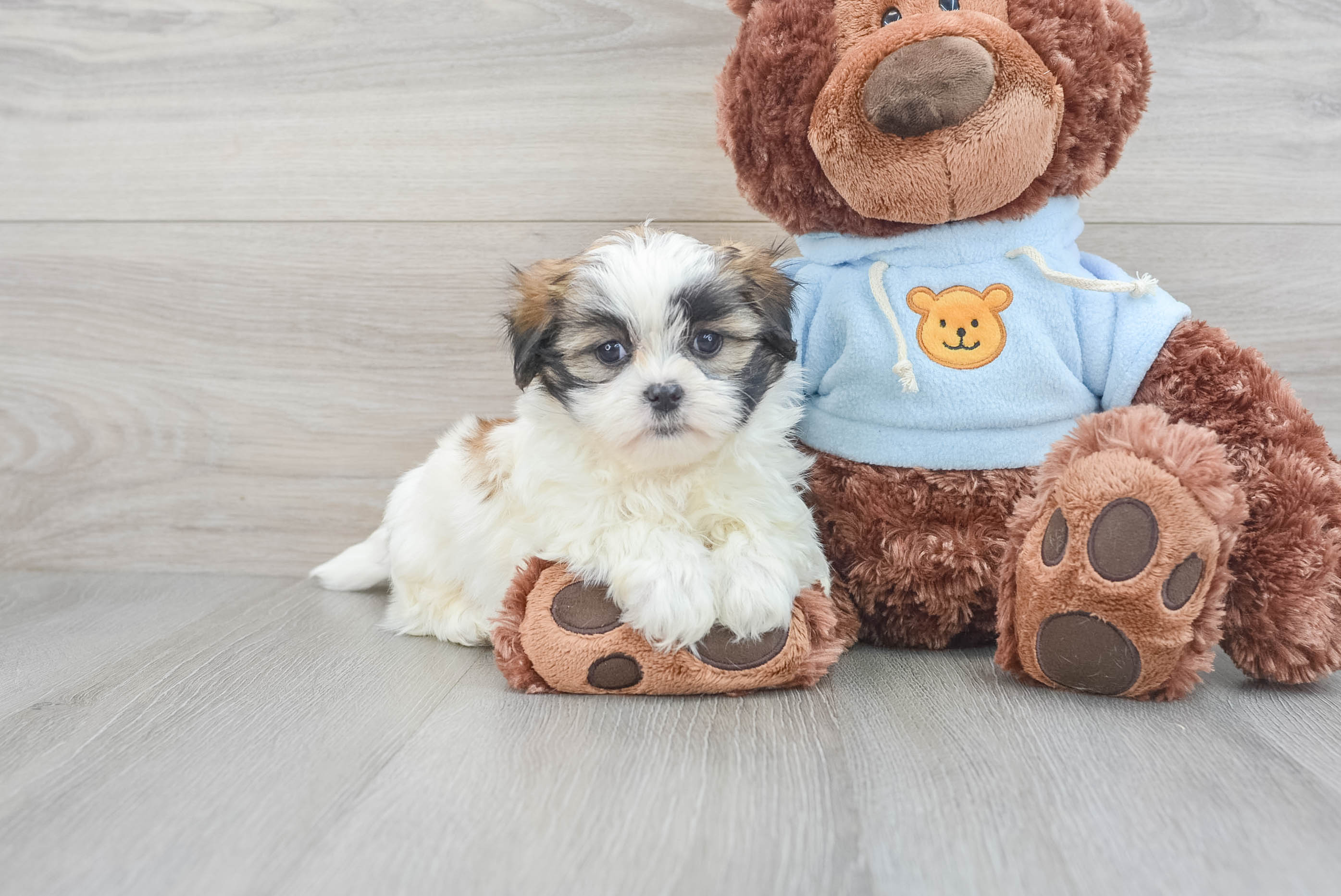 Toy teddy bear hot sale puppies for sale