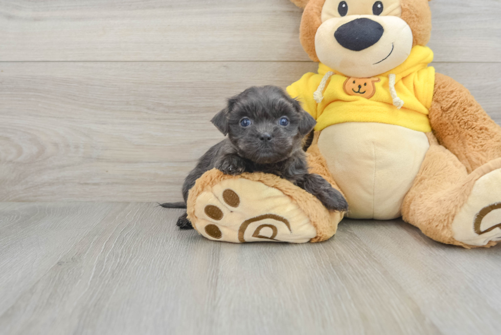 Teddy Bear Pup Being Cute