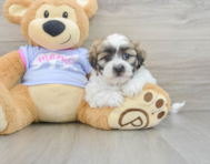 8 week old Teddy Bear Puppy For Sale - Simply Southern Pups