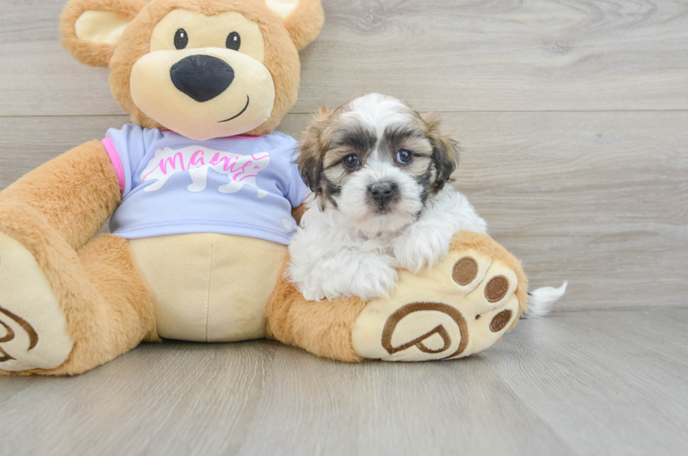 6 week old Teddy Bear Puppy For Sale - Simply Southern Pups