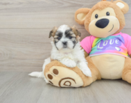 8 week old Teddy Bear Puppy For Sale - Simply Southern Pups