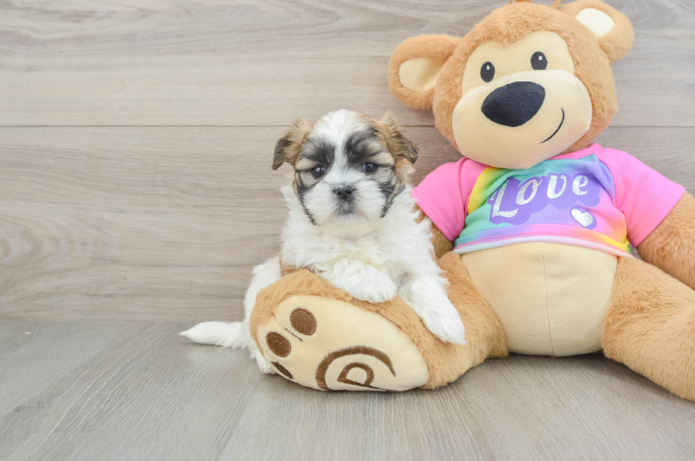 5 week old Teddy Bear Puppy For Sale - Simply Southern Pups