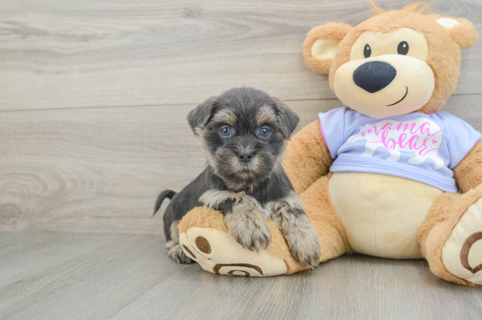 6 week old Teddy Bear Puppy For Sale - Simply Southern Pups