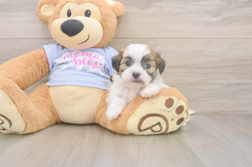 5 week old Teddy Bear Puppy For Sale - Simply Southern Pups