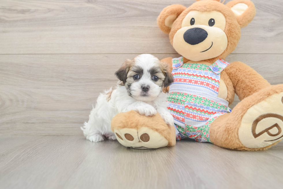 Energetic Shichon Designer Puppy