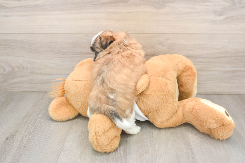 Teddy Bear Puppy for Adoption