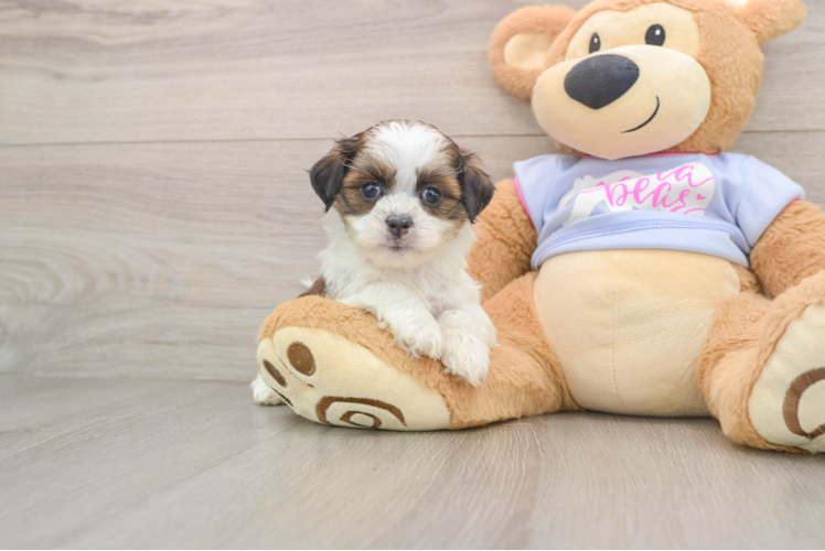 Best Teddy Bear Baby