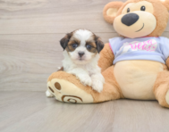 6 week old Teddy Bear Puppy For Sale - Simply Southern Pups