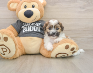 7 week old Teddy Bear Puppy For Sale - Simply Southern Pups