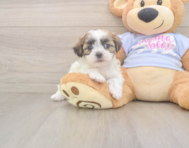 8 week old Teddy Bear Puppy For Sale - Simply Southern Pups