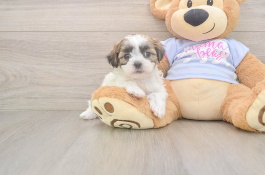 Teddy Bear Pup Being Cute